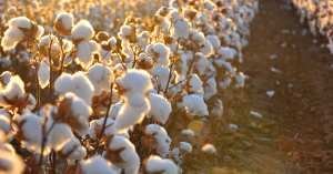 Organiczna bawełna to eko-trend wśród materiałów